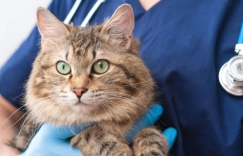 GS-441524 Improved Overall Health And Vitality | Shaanxi BLOOM Tech Co., Ltd GS-441524 Improved Overall Health And Vitality | Shaanxi BLOOM Tech Co., Ltd