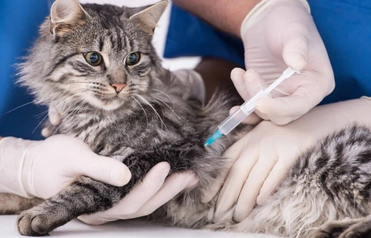 GS-441524 Extended Life Expectancy | Shaanxi BLOOM Tech Co., Ltd GS-441524 Extended Life Expectancy | Shaanxi BLOOM Tech Co., Ltd