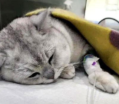 GS-441524 For sale | Shaanxi BLOOM Tech Co., Ltd GS-441524 For sale | Shaanxi BLOOM Tech Co., Ltd