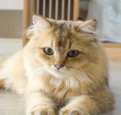 GS-441524 Cost | Shaanxi BLOOM Tech Co., Ltd GS-441524 Cost | Shaanxi BLOOM Tech Co., Ltd