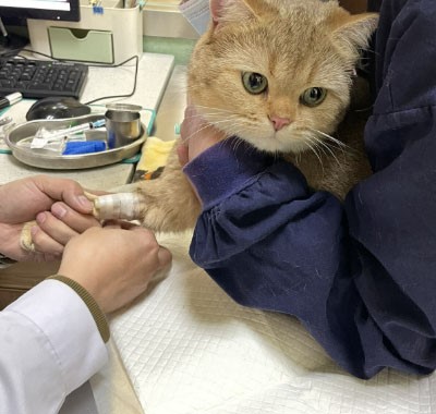 GS-441524 Buy | Shaanxi BLOOM Tech Co., Ltd GS-441524 Buy | Shaanxi BLOOM Tech Co., Ltd