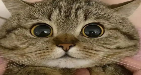 GS-441524 Price | Shaanxi BLOOM Tech Co., Ltd GS-441524 Price | Shaanxi BLOOM Tech Co., Ltd