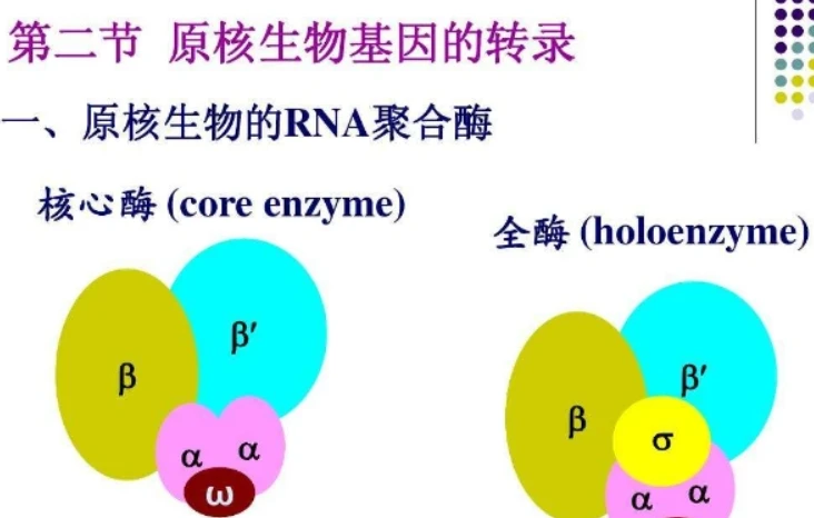 GS-441524 antiviral | Shaanxi BLOOM Tech Co., Ltd GS-441524 antiviral | Shaanxi BLOOM Tech Co., Ltd