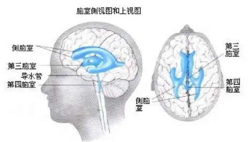 GS-441524 treatment | Shaanxi BLOOM Tech Co., Ltd GS-441524 treatment | Shaanxi BLOOM Tech Co., Ltd