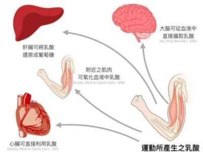 Bovine spleen peptide Factory | Shaanxi BLOOM Tech Co., Ltd Bovine spleen peptide Factory | Shaanxi BLOOM Tech Co., Ltd