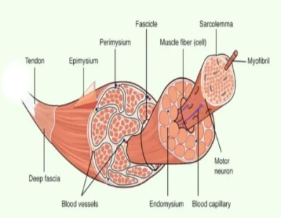 Bovine spleen peptide lactate catabolism pathway | Shaanxi BLOOM Tech Co., Ltd Bovine spleen peptide lactate catabolism pathway | Shaanxi BLOOM Tech Co., Ltd